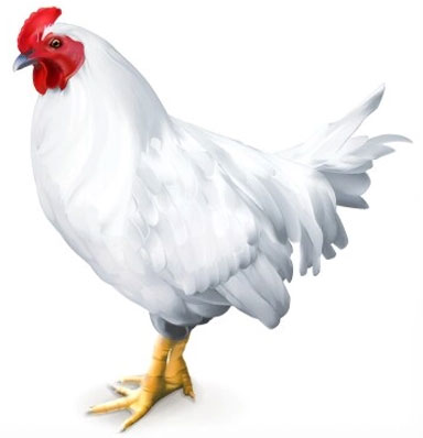 Broiler Live Chicken